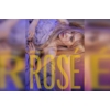 Kép 1/5 - Rose – Rose First Single Album -R-